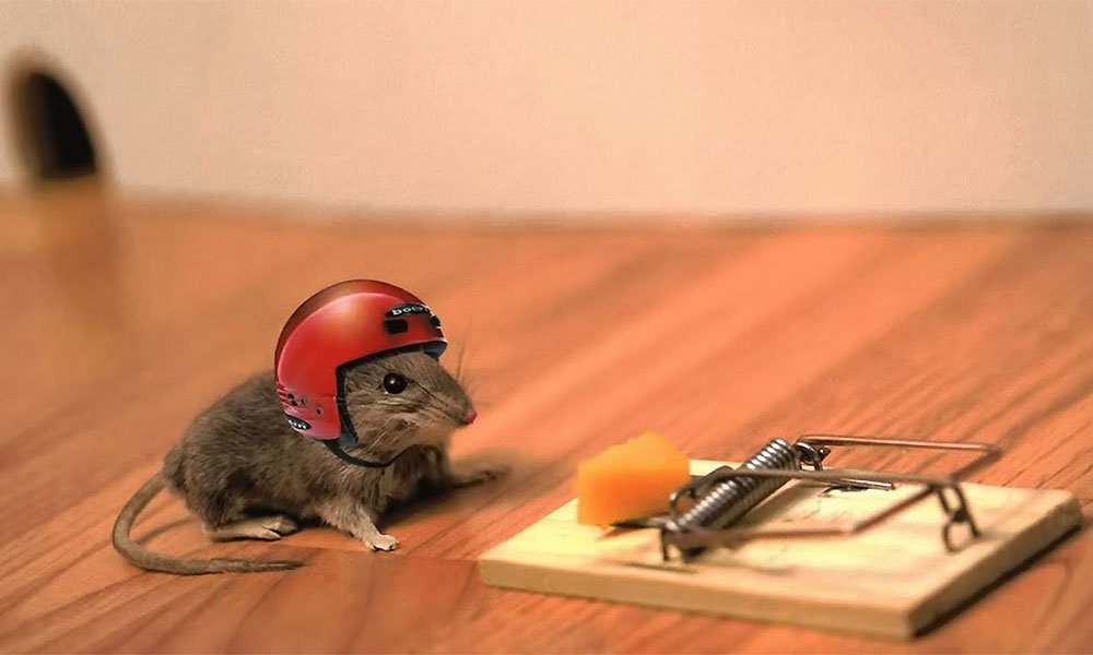 A Complete Guide to Choosing the Right Rat Control Products for Commercial Properties
